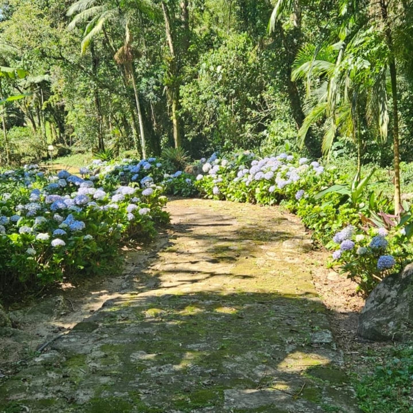 Caminho entre flores e vegetação